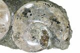 Wide Polished Ammonite & Nautilus Cluster - Madagascar #109235-3